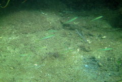 Ptereleotris microlepis