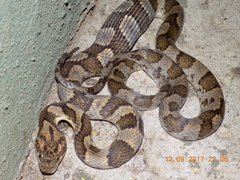 Leptodeira splendida ephippiata