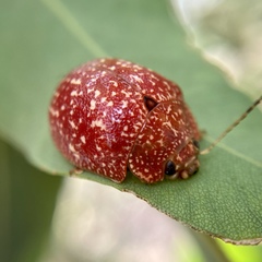 Paropsis variolosa