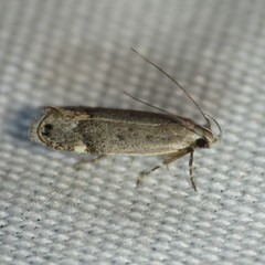 Anacampsis