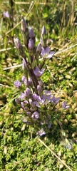 Gentianella magellanica