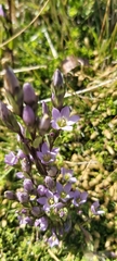 Gentianella magellanica