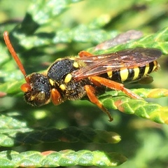 Nomada