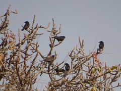 Bubalornis albirostris