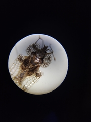 Corythucha
