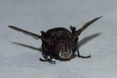 Tachinidae
