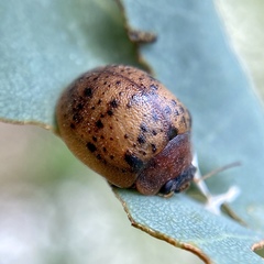 Trachymela latipes
