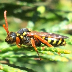Nomada