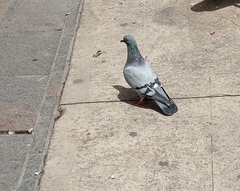 Columba livia