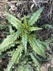 Eulobus