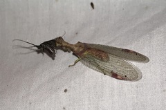 Ditaxis meridiei