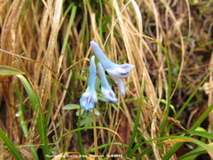 Corydalis pachycentra