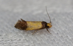 Epithymema chrysocolla