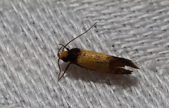 Epithymema chrysocolla