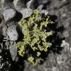 Vulpicida canadensis
