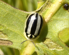 Physonota disjuncta