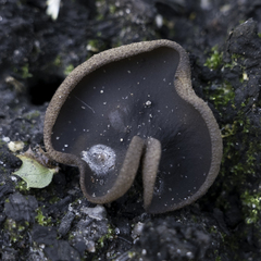 Daleomyces petersii