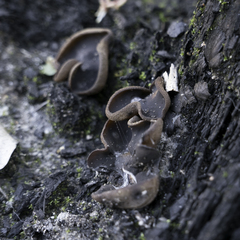 Daleomyces petersii