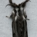 Lewin's Case Moth - Photo (c) Daniel Kurek, some rights reserved (CC BY-NC), uploaded by Daniel Kurek