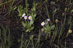 Primula auriculata
