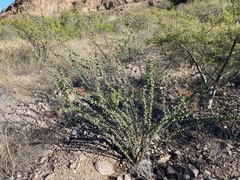 Fouquieria diguetii
