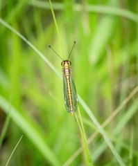 Suhpalacsa dietrichiae