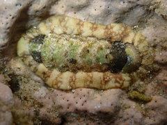 Onithochiton quercinus