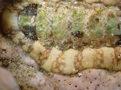 Onithochiton quercinus