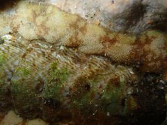 Onithochiton quercinus