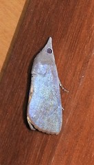 Hypocala deflorata