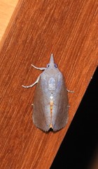 Hypocala deflorata