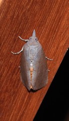 Hypocala deflorata