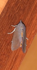 Hypocala deflorata