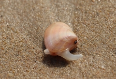 Latona cuneata
