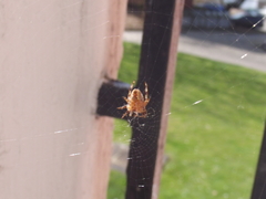 Araneus diadematus