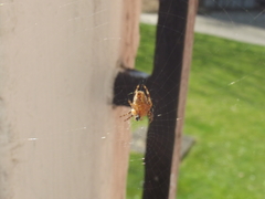 Araneus diadematus