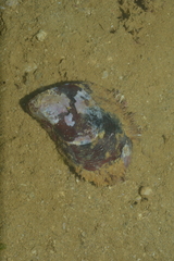 Trichomya hirsuta