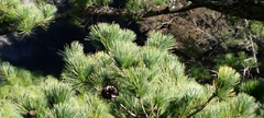 Pinus morrisonicola