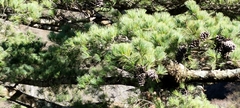 Pinus morrisonicola