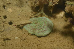 Cycloseris