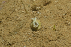 Heteropsammia cochlea