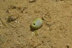 Heteropsammia cochlea