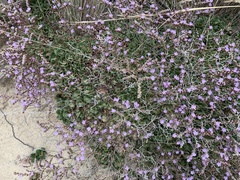 Limonium hyblaeum