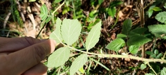 Rubus parviaraliifolius