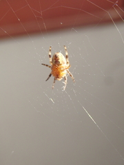 Araneus diadematus