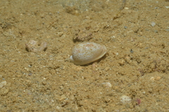 Erronea subviridis