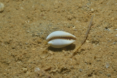 Erronea subviridis