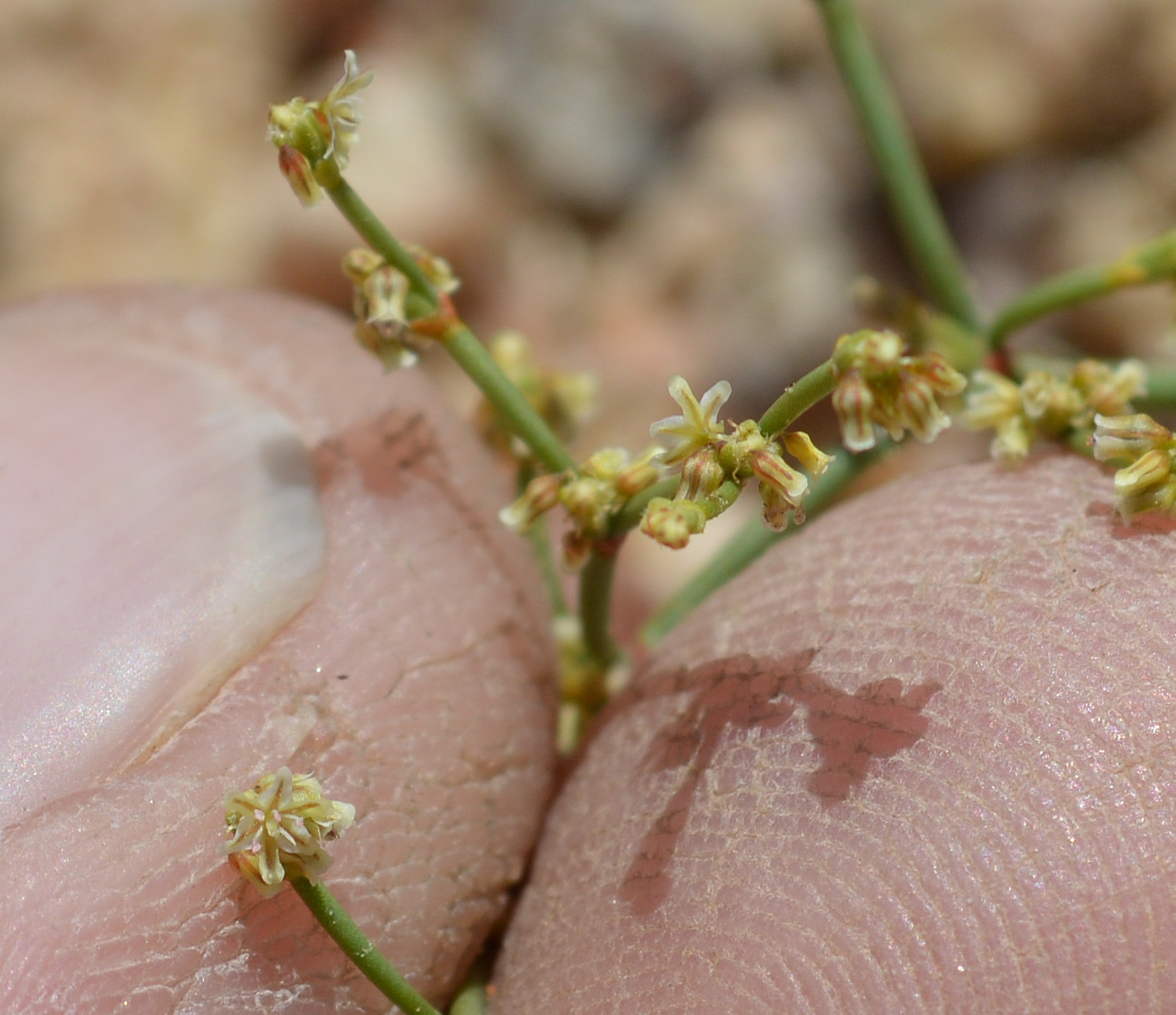 Eriogonum brachyanthum