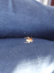 Araneus diadematus