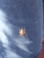 Araneus diadematus